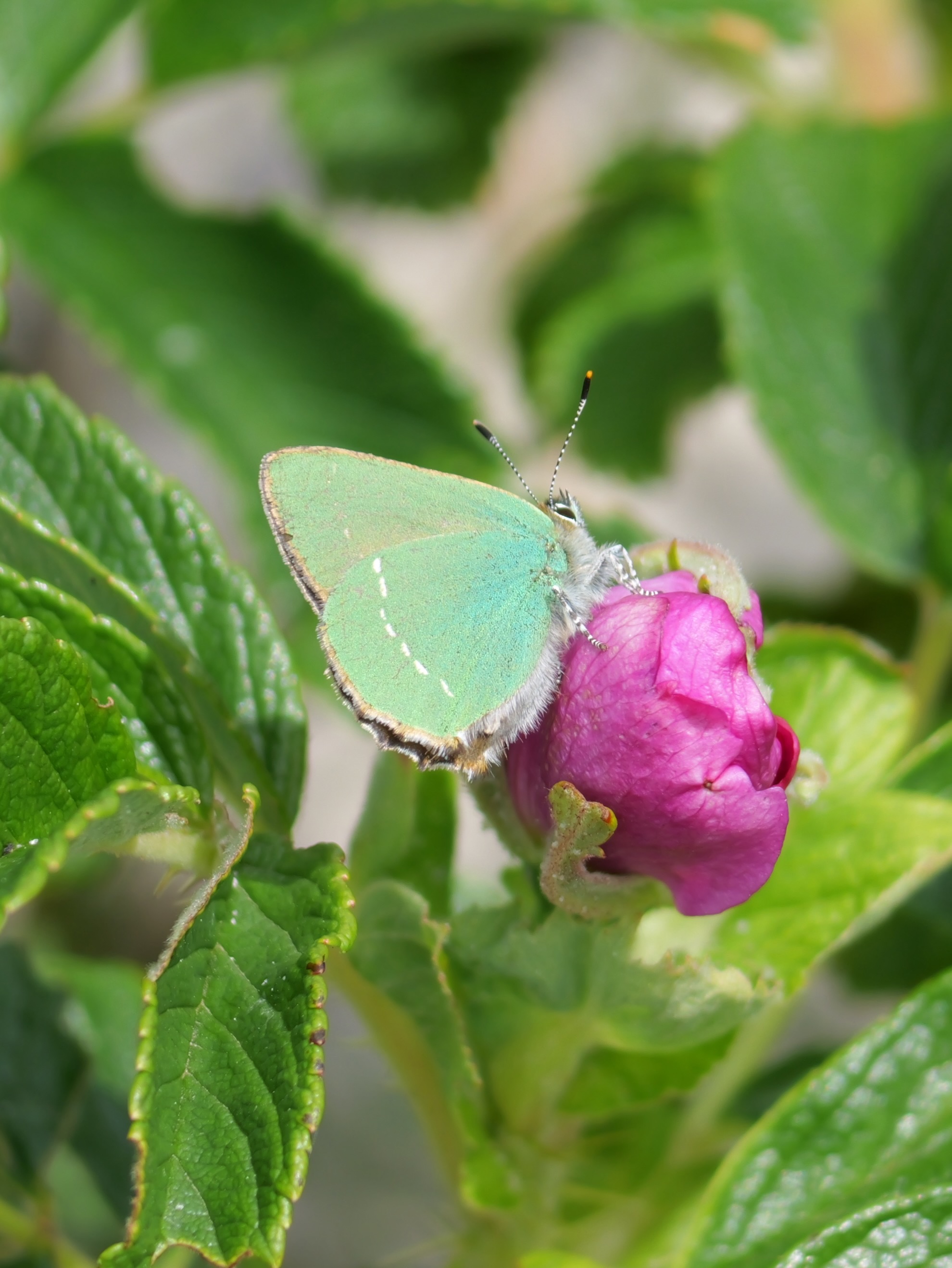 Lycaenidae