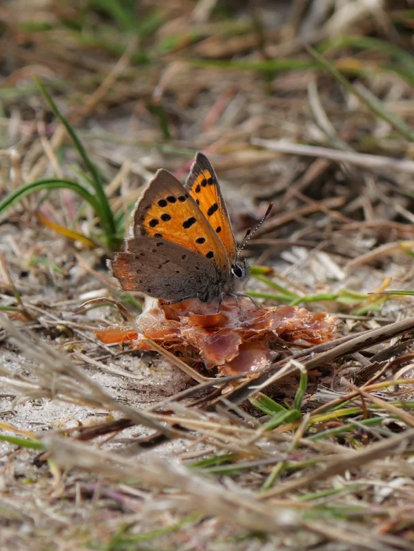 Kleine vuurvlinder