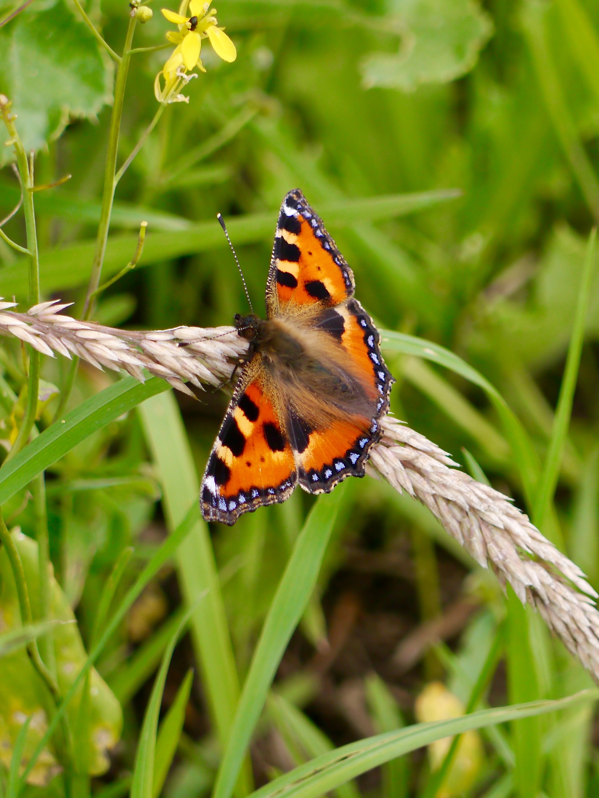 Nymphalidae