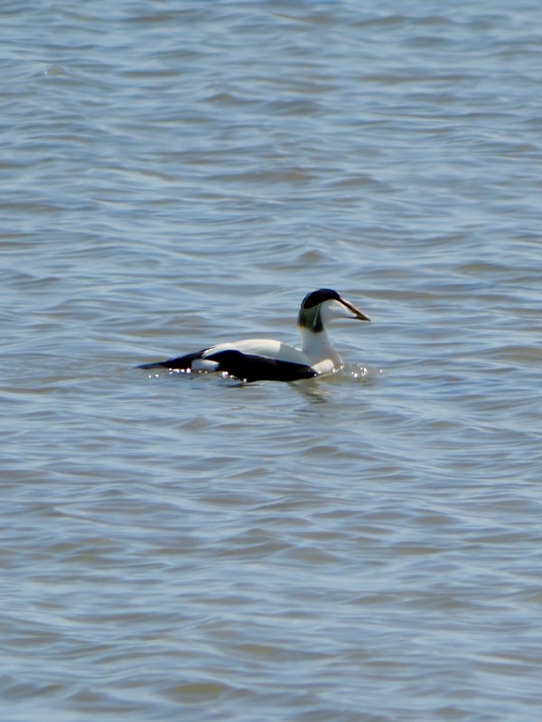 Eider