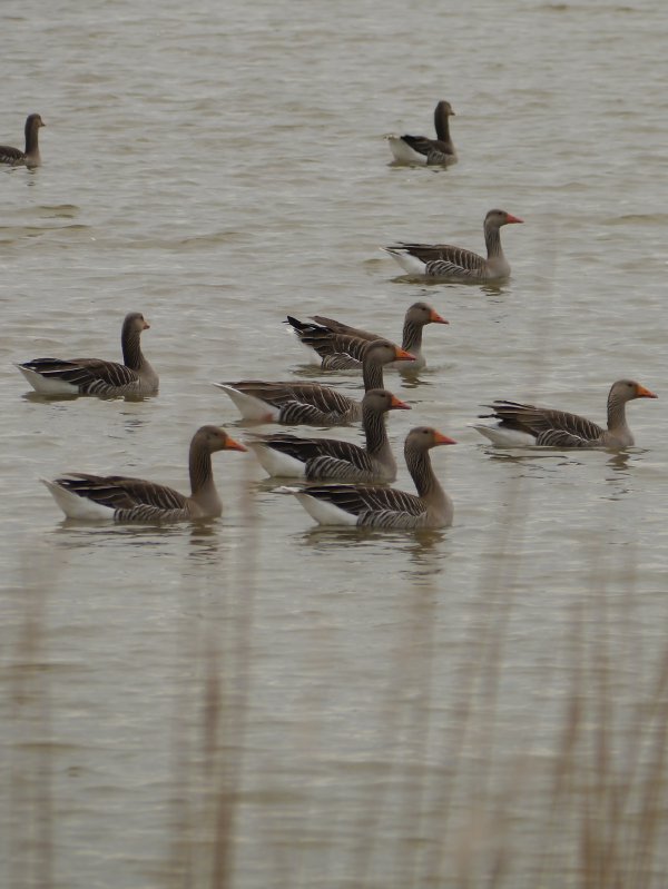 Grauwe gans