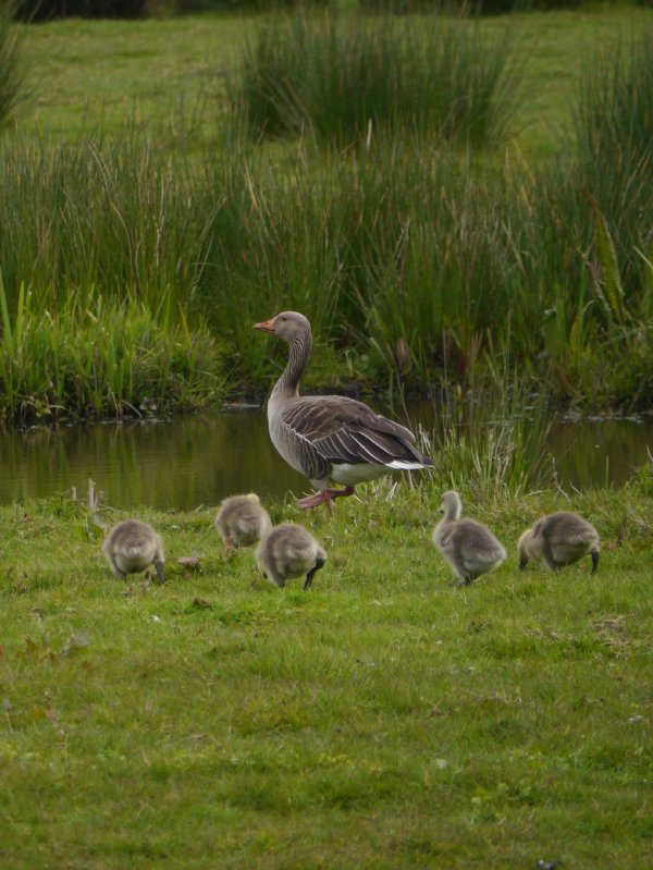 Grauwe gans
