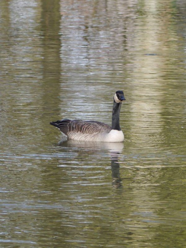 Grote Canadese gans