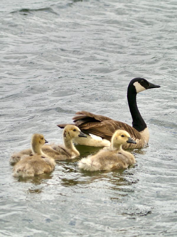 Grote Canadese gans