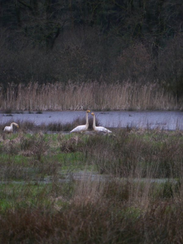 Wilde zwaan