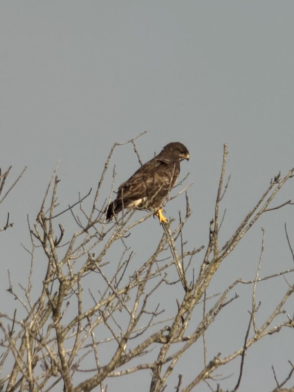 Buizerd