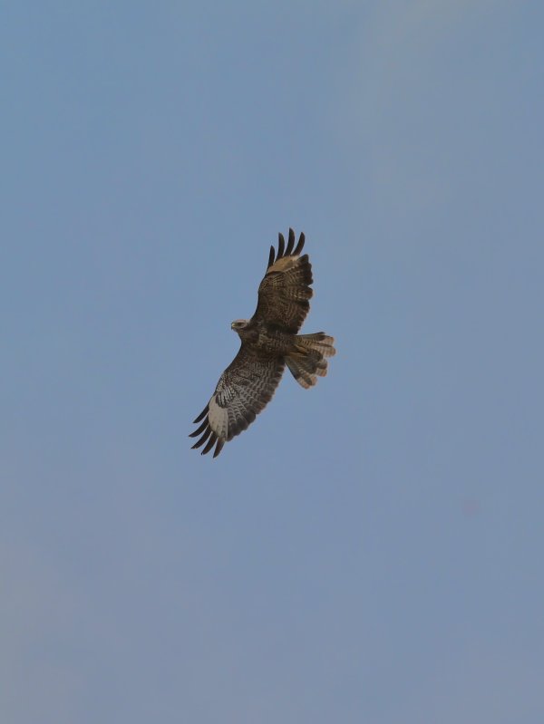 Buizerd