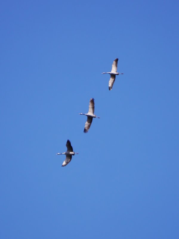 Kraanvogel