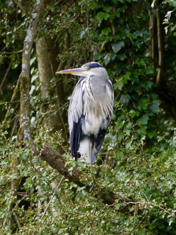 Blauwe reiger
