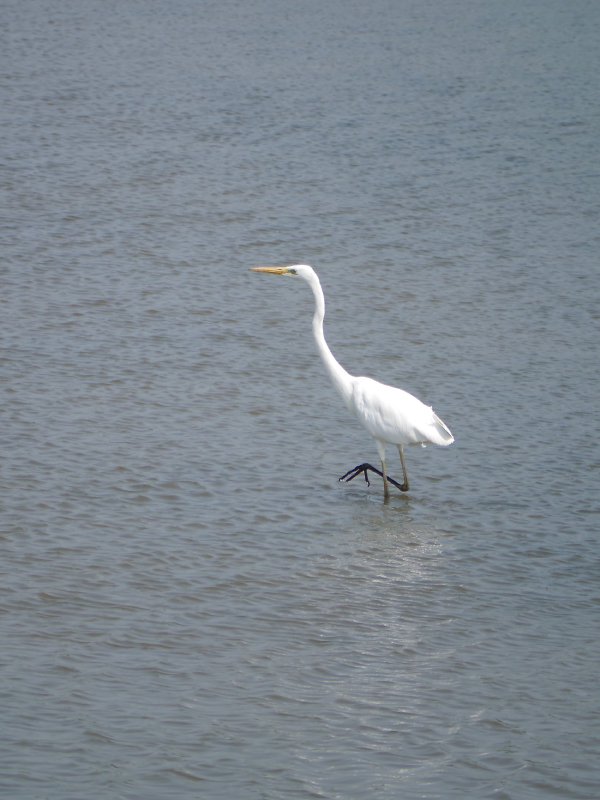 Grote zilverreiger