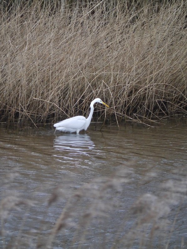 Grote zilverreiger