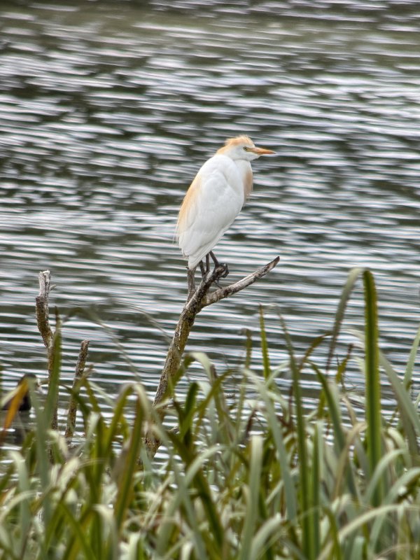 Koereiger