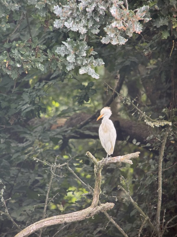 Koereiger