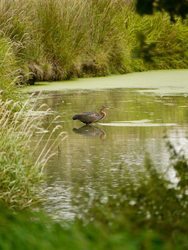 Purperreiger