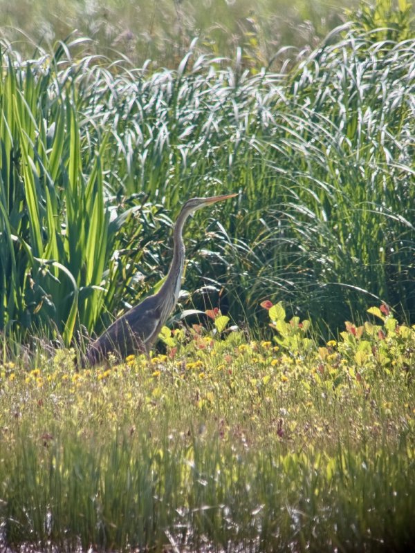 Purperreiger