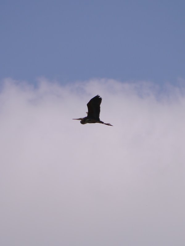 Purperreiger