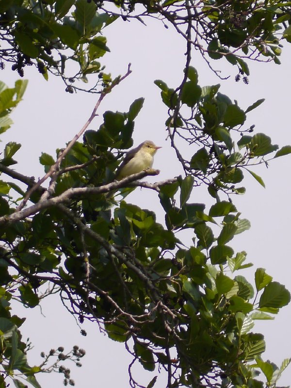 Spotvogel