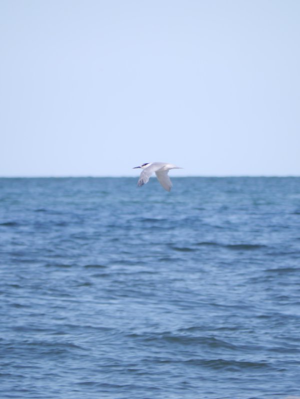 Grote stern