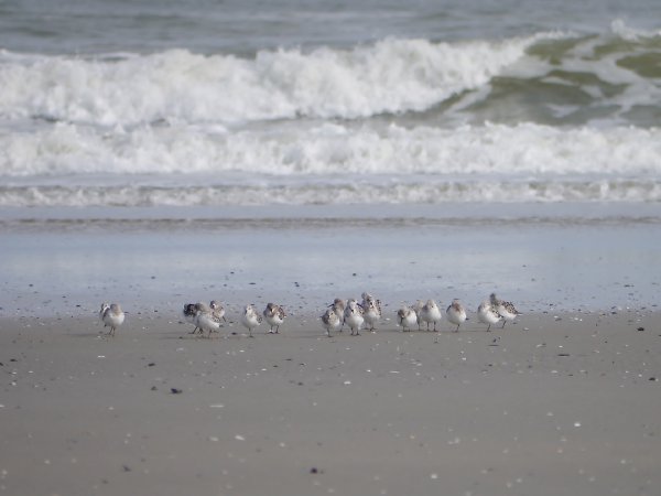 Drieteenstrandloper
