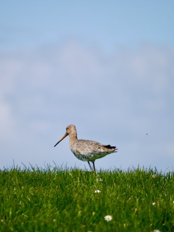 Grutto