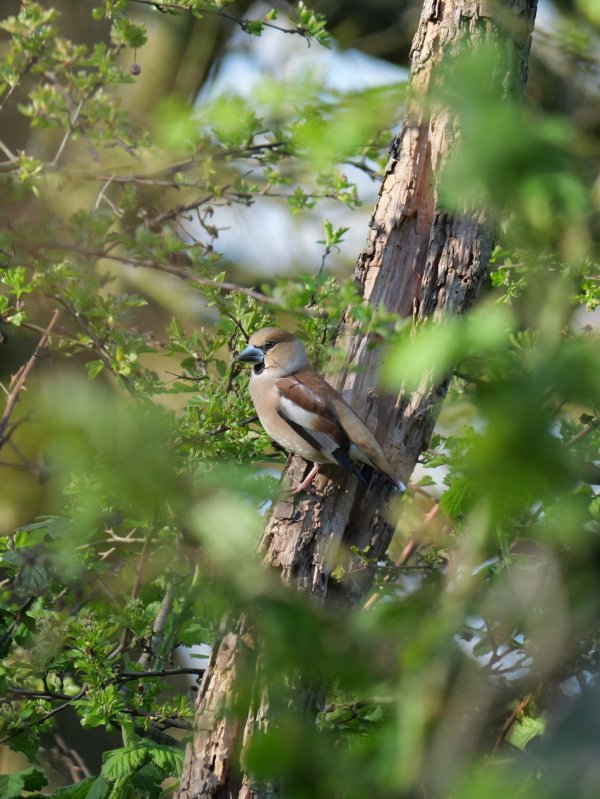 Appelvink