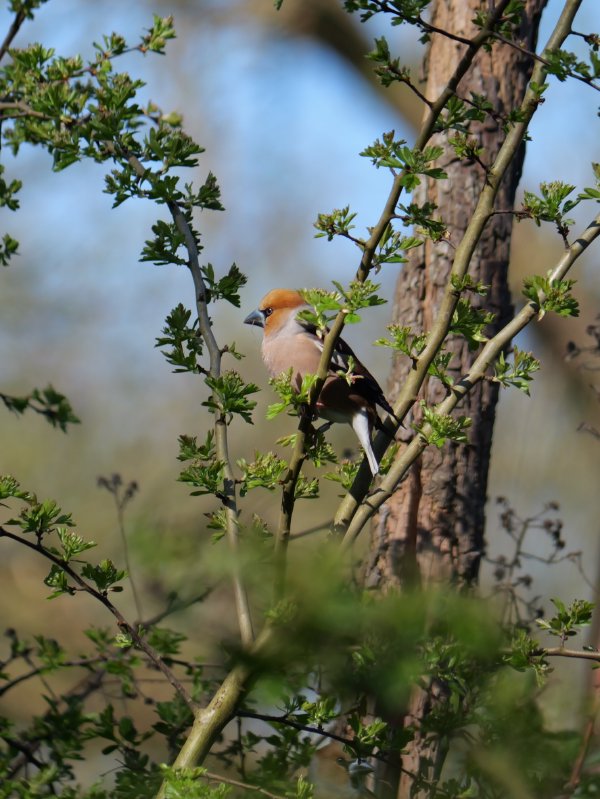 Appelvink