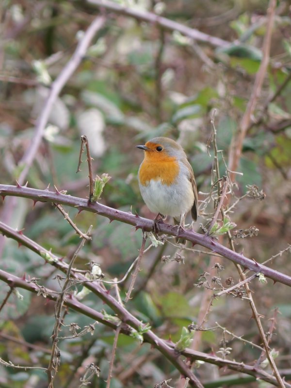 Roodborst