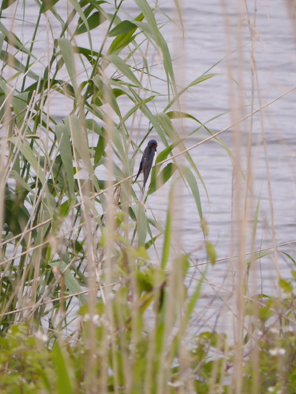 Boerenzwaluw