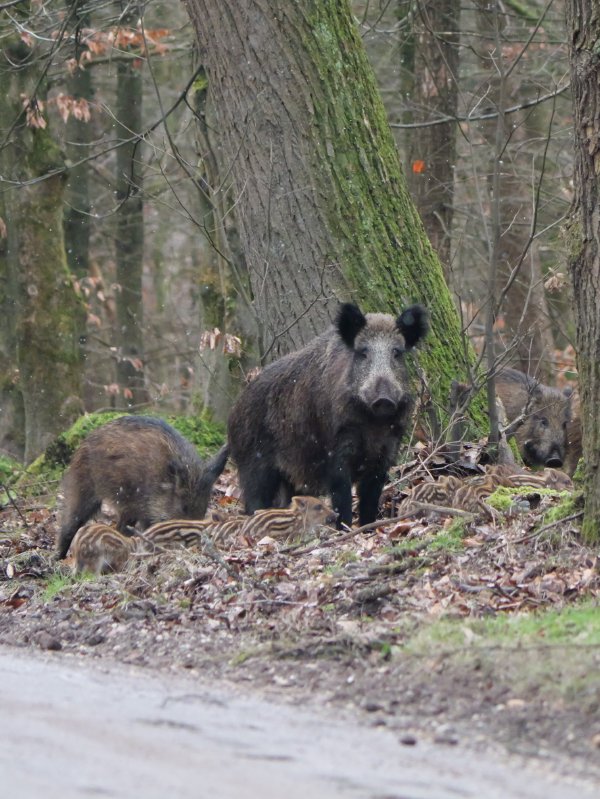 Wild zwijn