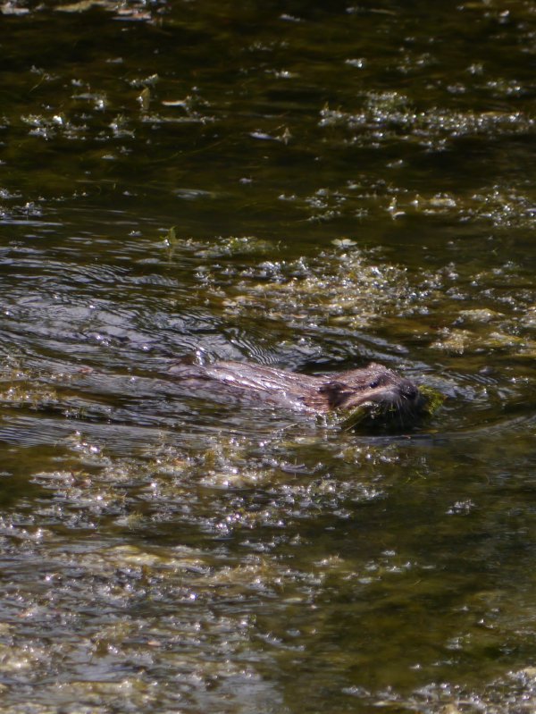 Muskusrat