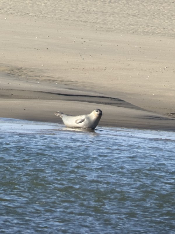 Gewone zeehond